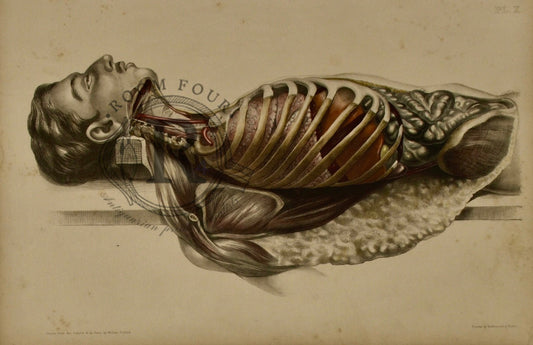 Human Anatomy Lithographic Print 19th Century - Plate X - Room Four