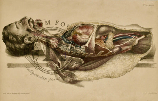 Human Anatomy Lithographic Print 19th Century - Plate XI - Room Four
