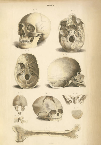 Human Skull 2 .. Anatomy Wall Art Digital Print - Room Four
