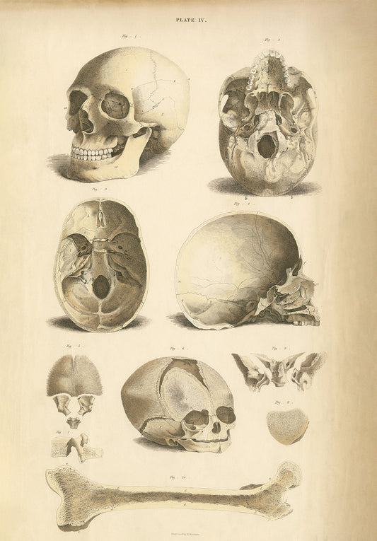 Human Skull 2 .. Anatomy Wall Art Digital Print - Room Four