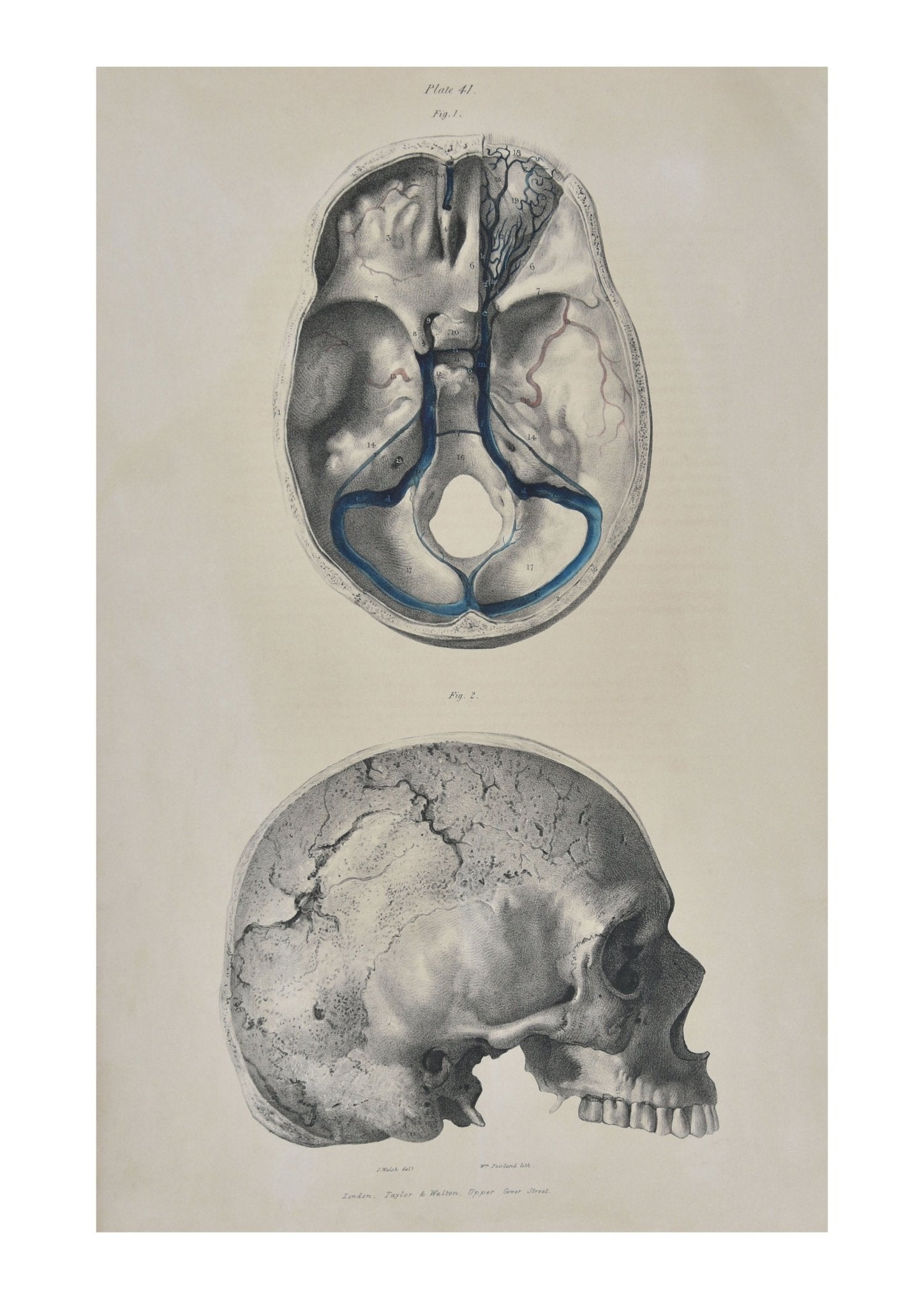 Human Skull ... Wall Art Digital Print - Room Four