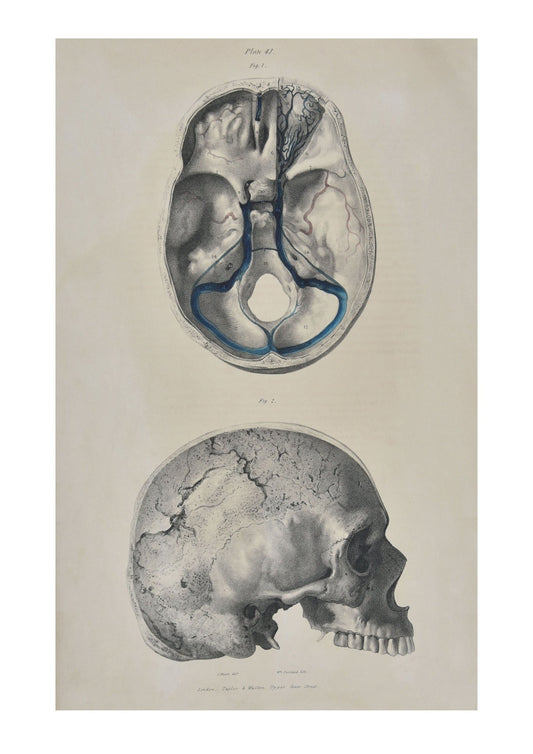 Human Skull ... Wall Art Digital Print - Room Four