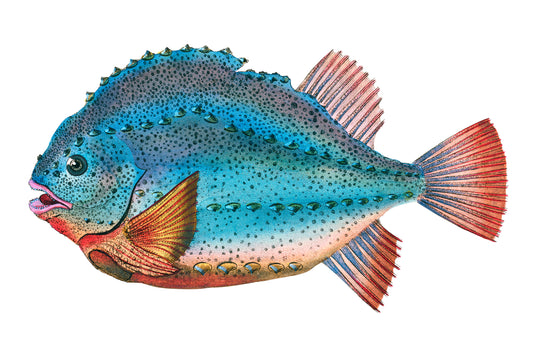 Donovan’s Lumpsucker Fish – Marine Fish Art Print