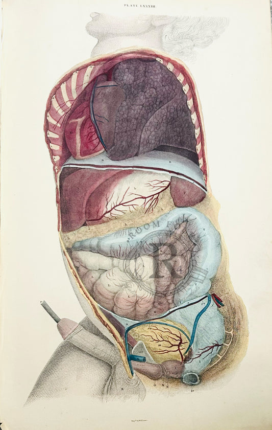 Lizars Antique Anatomical Drawing Plate LXXXIII - Intestines - Original Drawing