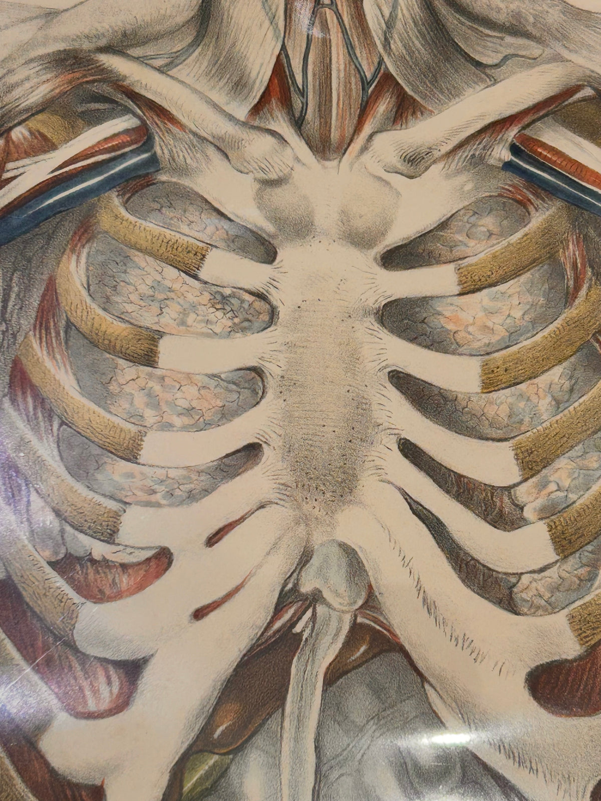 Frances Sibson Antique Anatomical Print – Plate II, 19th Century Dissection Illustration