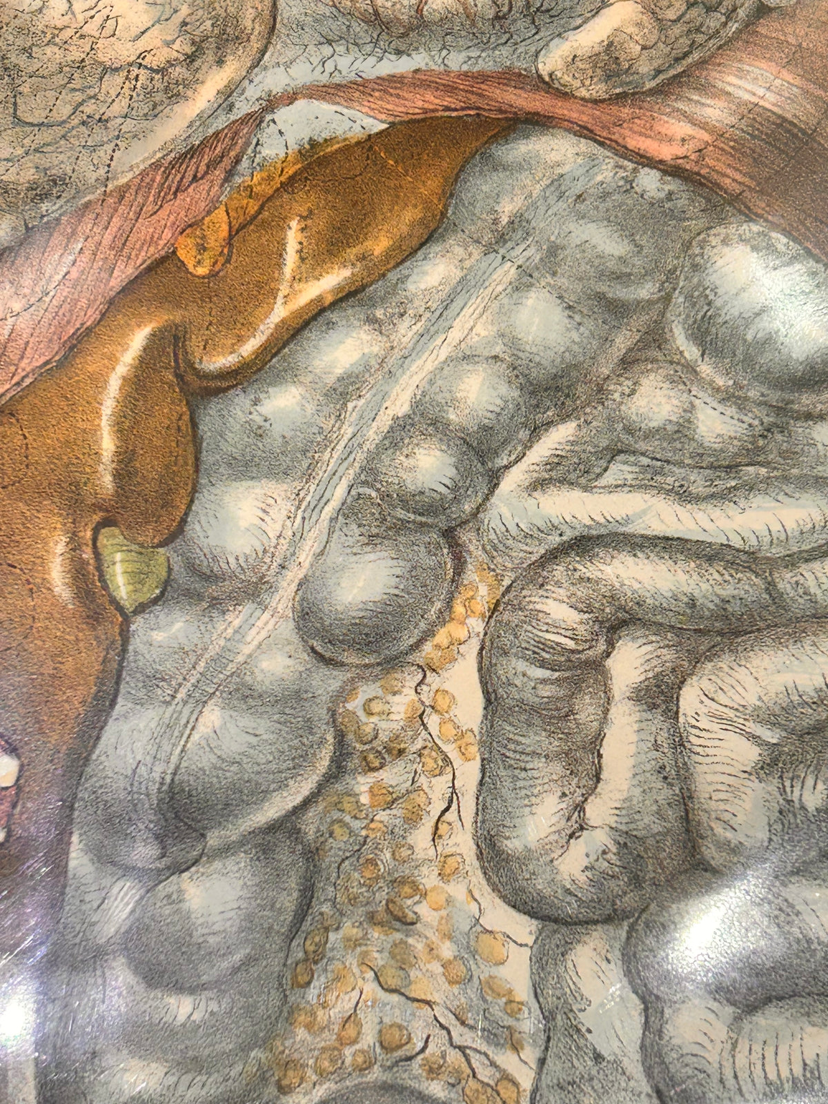Frances Sibson Antique Anatomical Print – Plate III, 19th Century Dissection Illustration