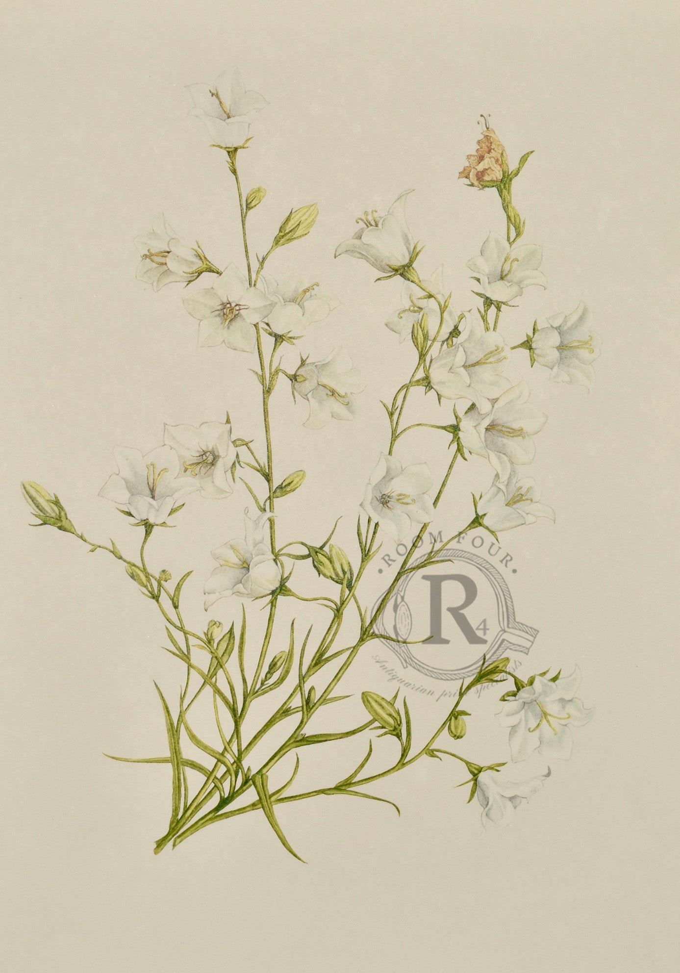 Limited Edition Botanical Print "Campanula Persicifolia Alba" by Elizabeth Cameron - Room Four