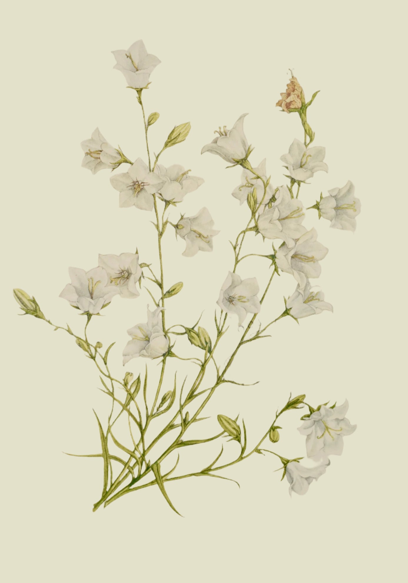 Limited Edition Botanical Print "Campanula Persicifolia Alba" by Elizabeth Cameron - Room Four