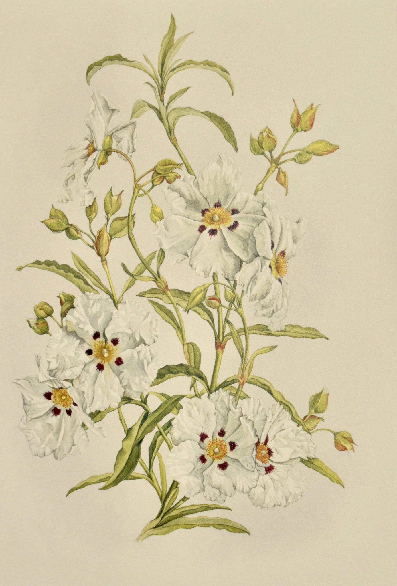 Limited Edition Botanical Print "Cistos X Cyprius" by Elizabeth Cameron - Room Four