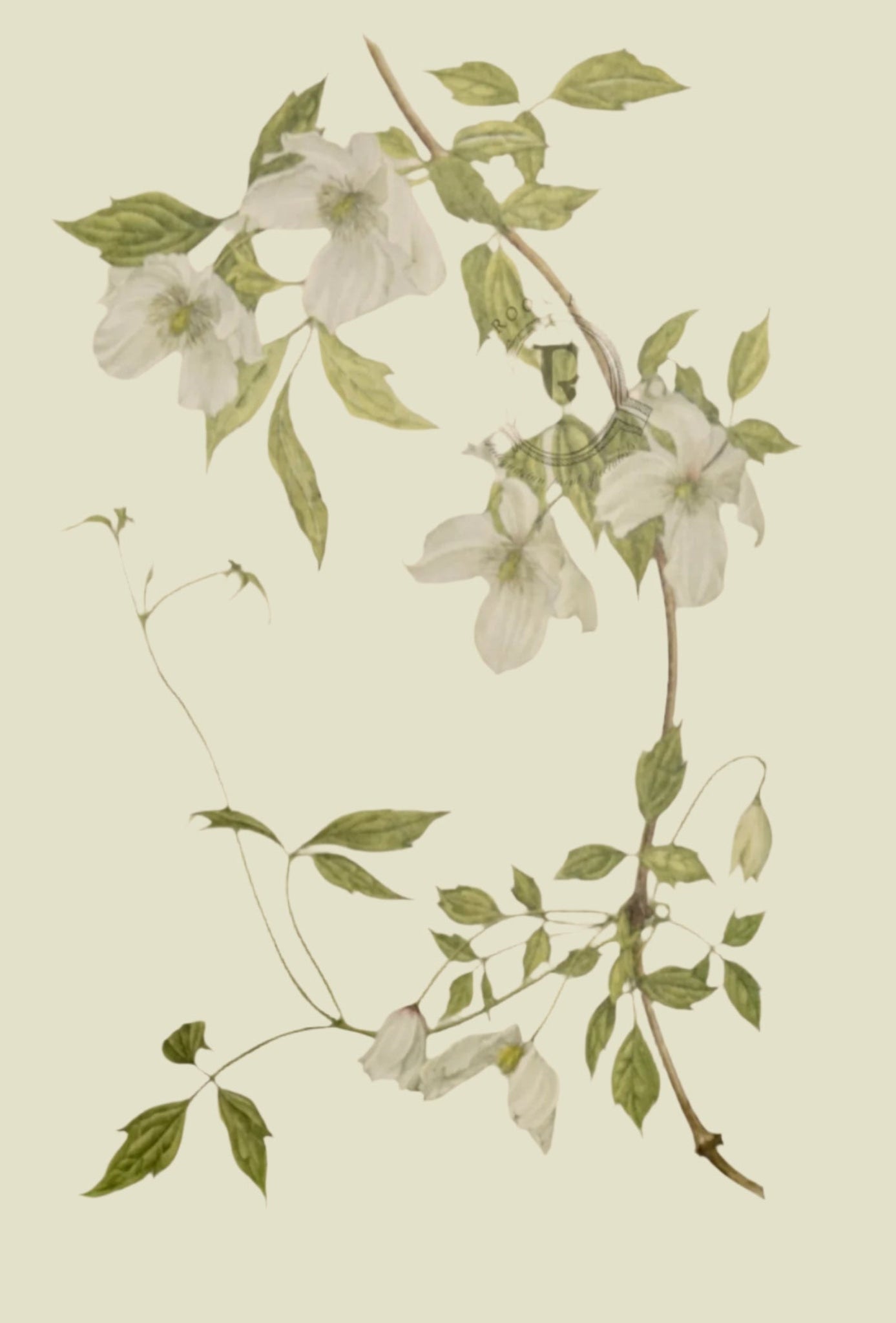 Limited Edition Botanical Print "Clematis Chrysocomo Sericea" by Elizabeth Cameron - Room Four