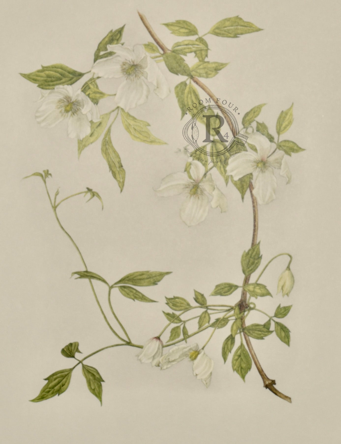 Limited Edition Botanical Print "Clematis Chrysocomo Sericea" by Elizabeth Cameron - Room Four