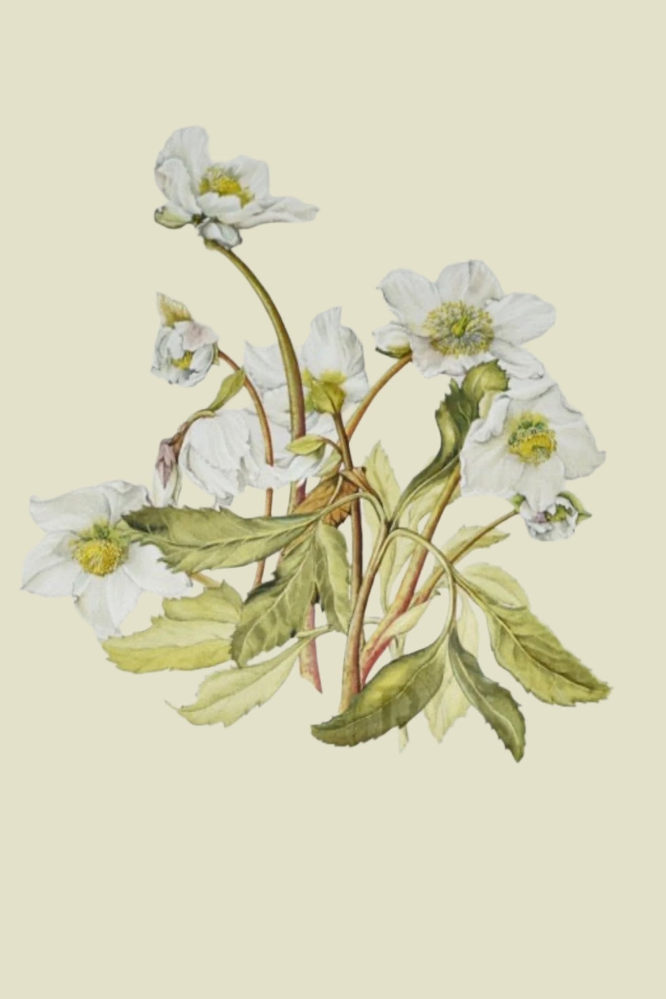 Limited Edition Botanical Print "Heleborous Niger" by Elizabeth Cameron - Room Four