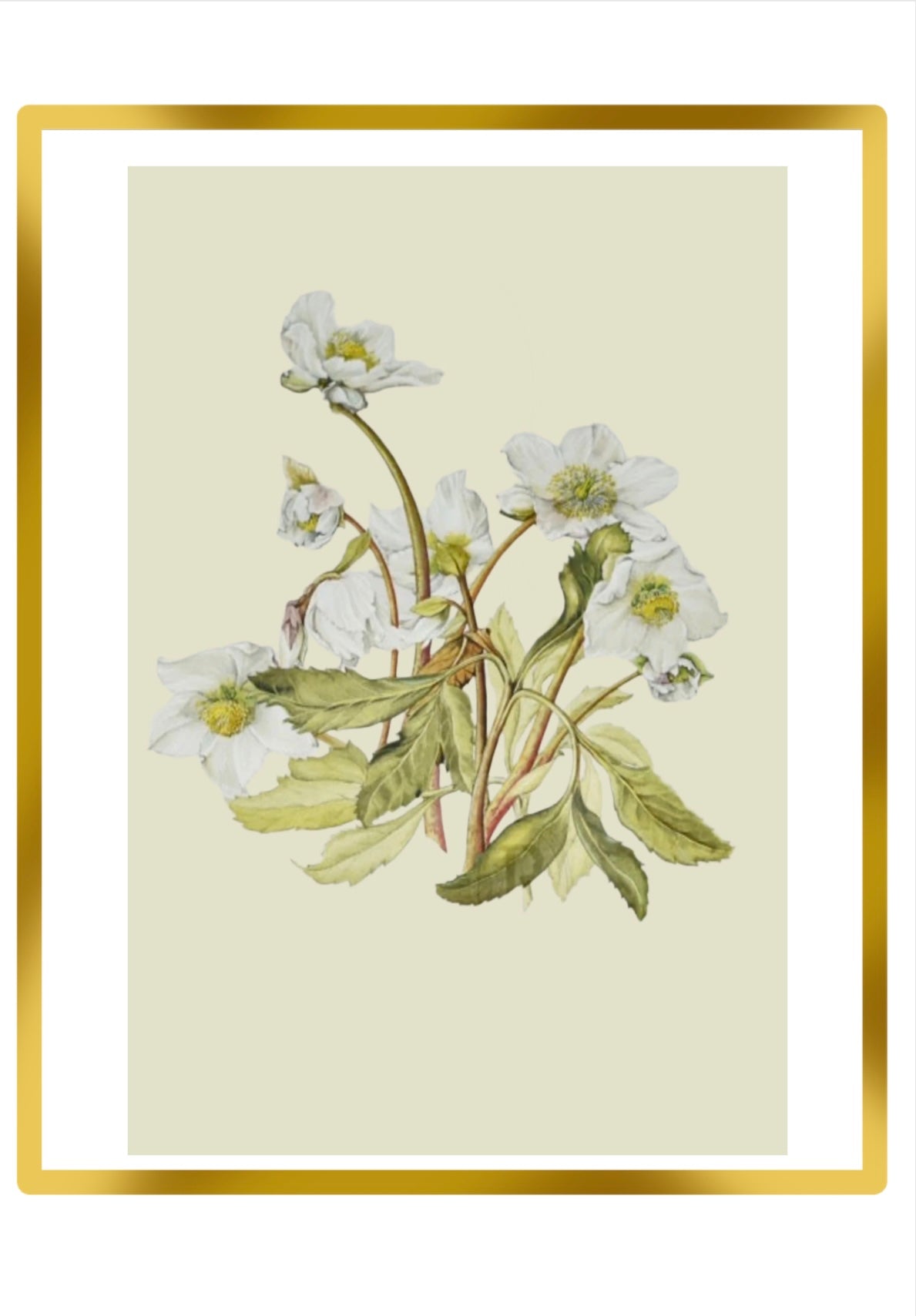Limited Edition Botanical Print "Heleborous Niger" by Elizabeth Cameron - Room Four