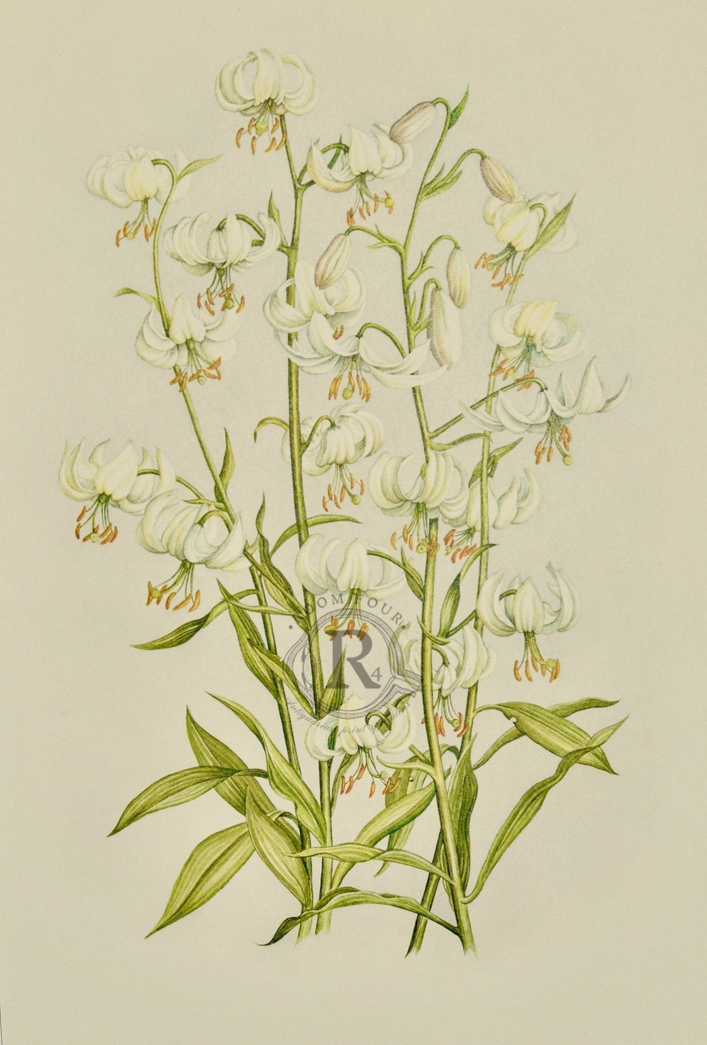Limited Edition Botanical Print "Lilium Martagon Album" by Elizabeth Cameron - Room Four