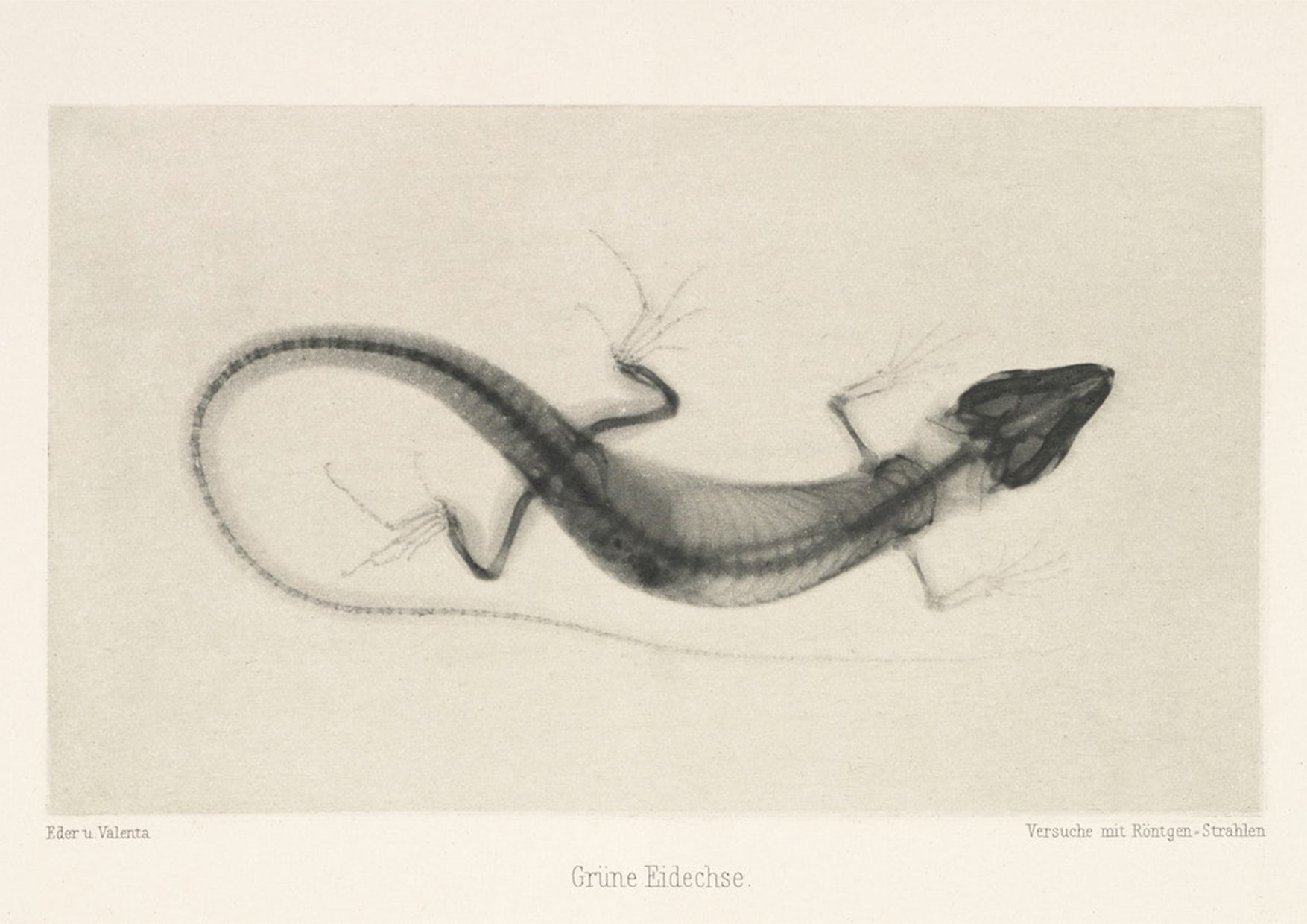 Lizard X - Ray Black & White Photography Wall Art Print - Room Four