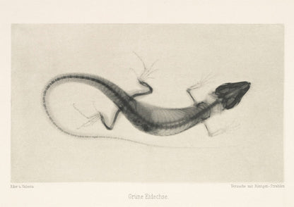 Lizard X - Ray Black & White Photography Wall Art Print - Room Four