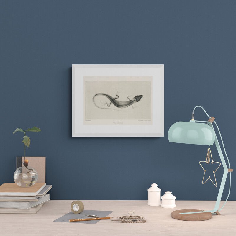 Lizard X - Ray Black & White Photography Wall Art Print - Room Four