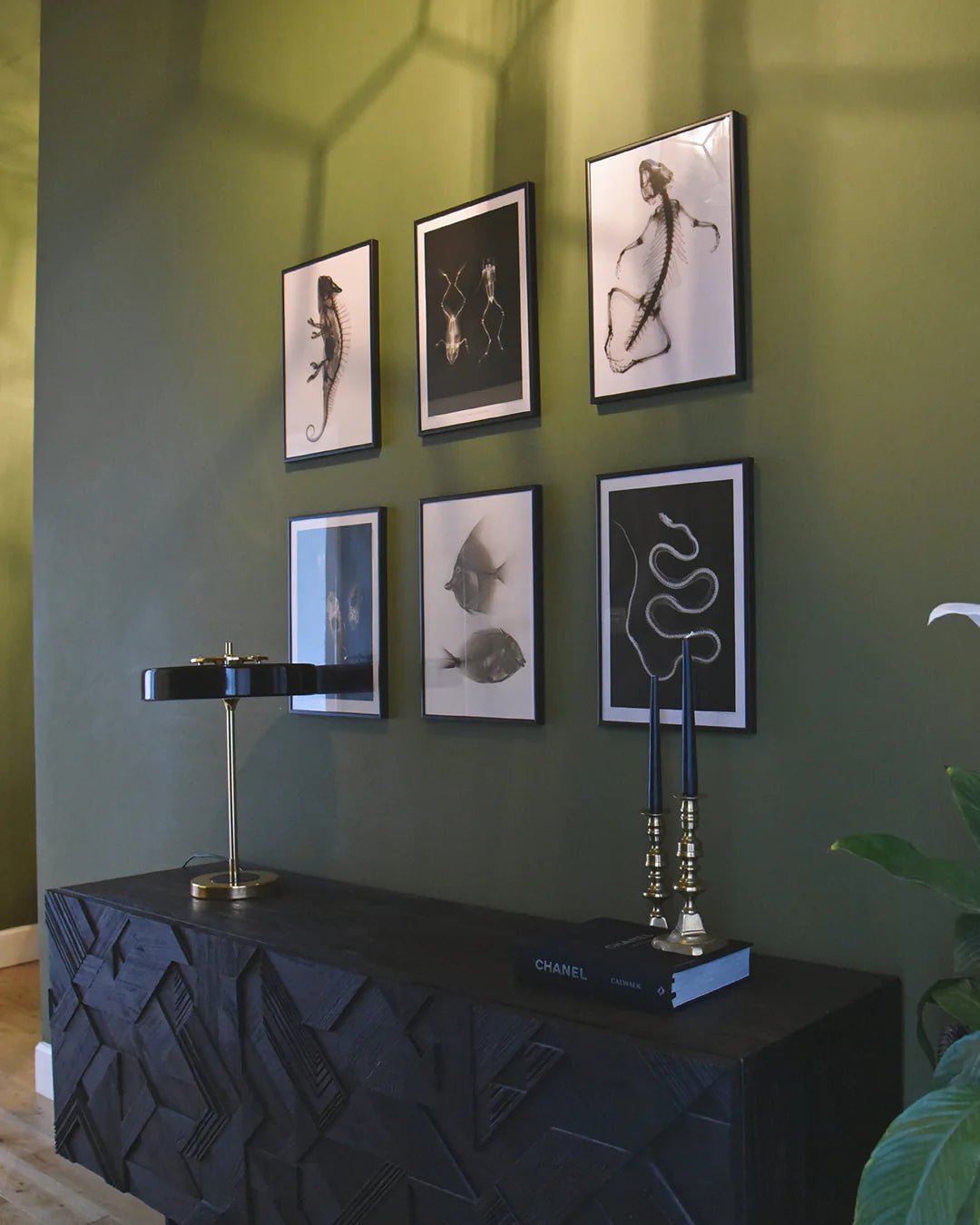 Lizard X - Ray Black & White Photography Wall Art Print - Room Four