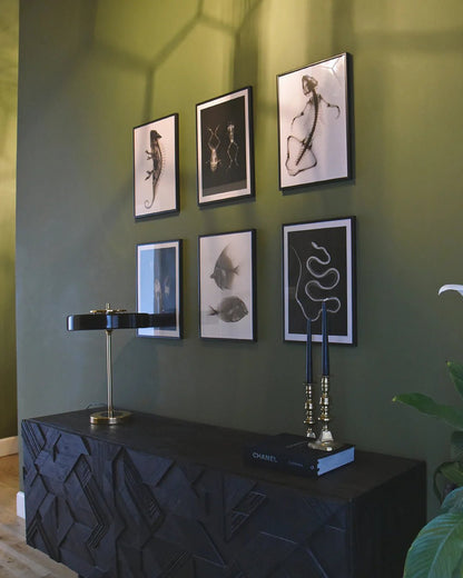 Lizard X - Ray Black & White Photography Wall Art Print - Room Four