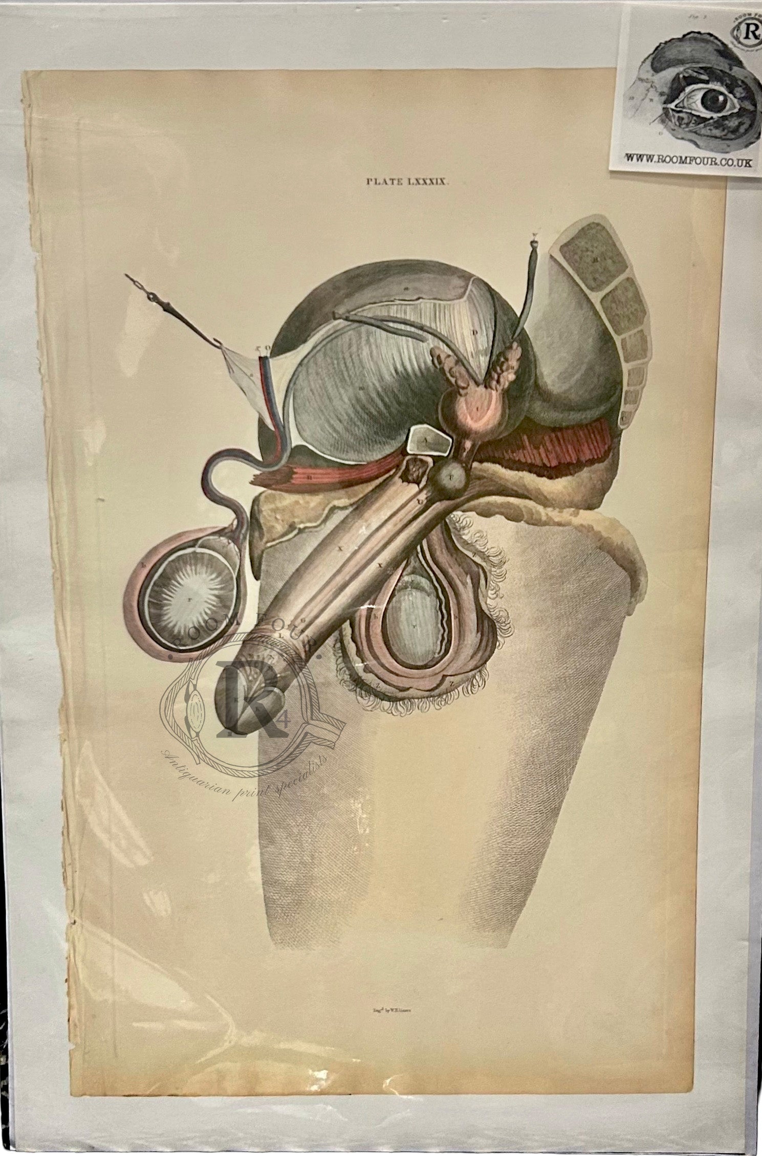 Lizars Anatomical Drawing Plate LXXXIX - Human Male Reproductive Anatomy Original 19th Century Illustration Penis & Testicles