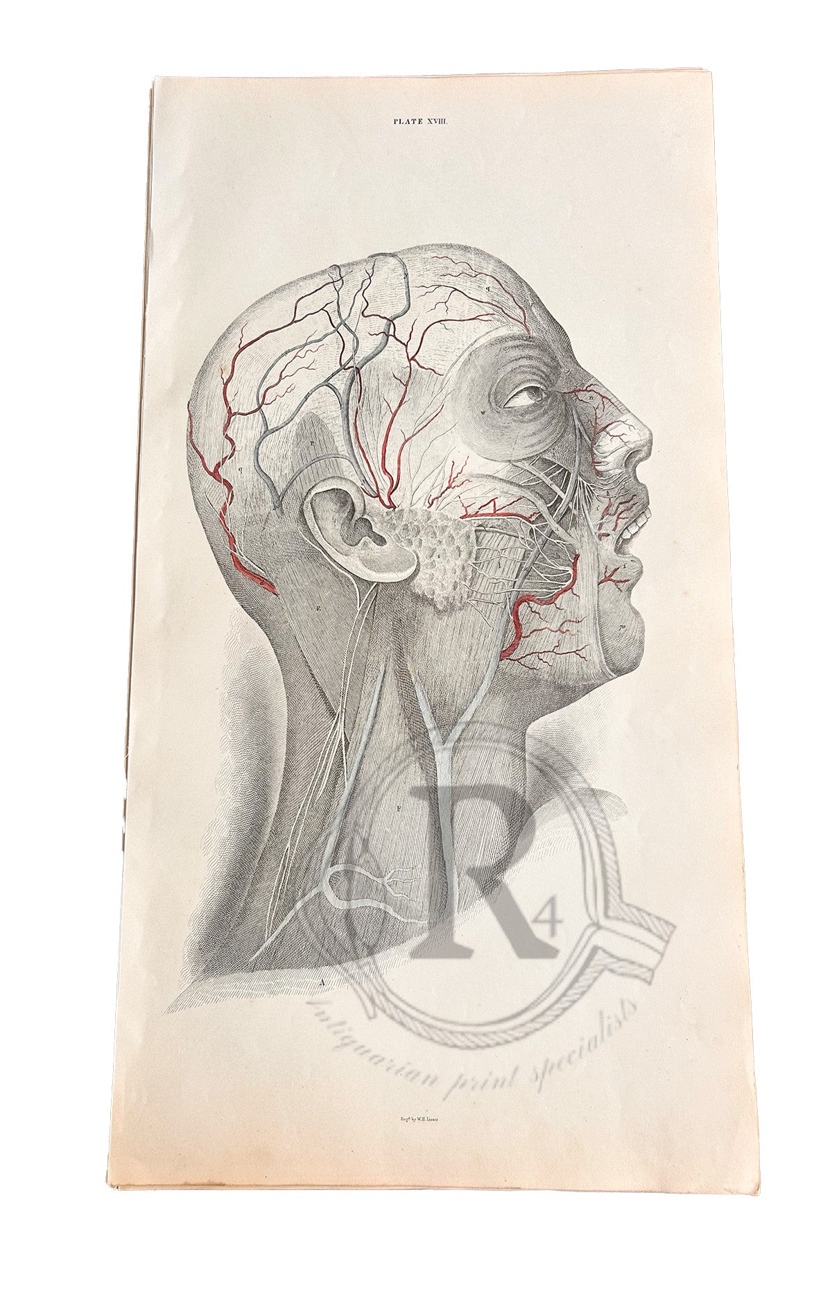 Lizars Antique Anatomical Drawing Plate XVIII Head & Neck 1823-1827