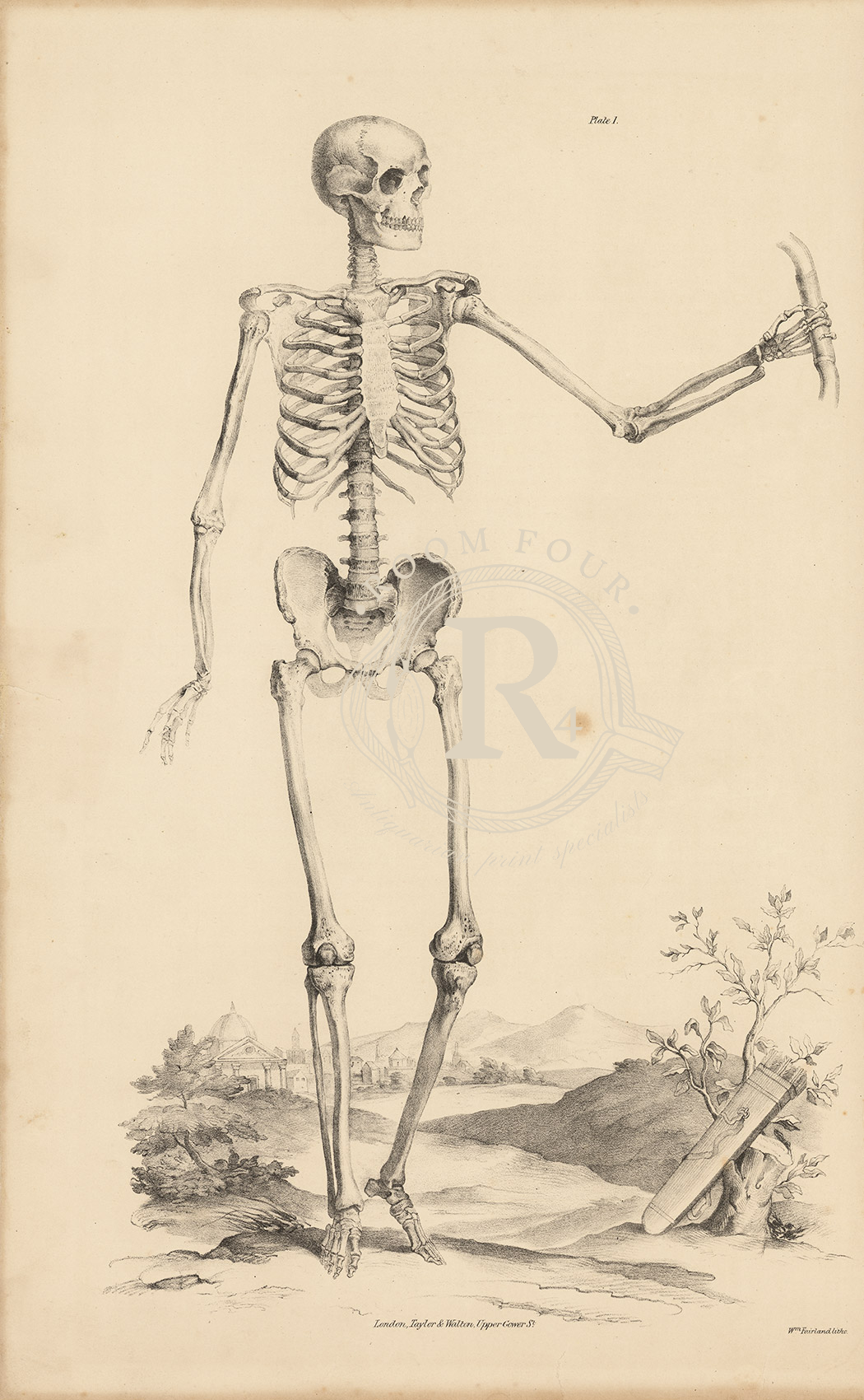 Quain Anatomical Drawing  - Skeleton 19thc Original