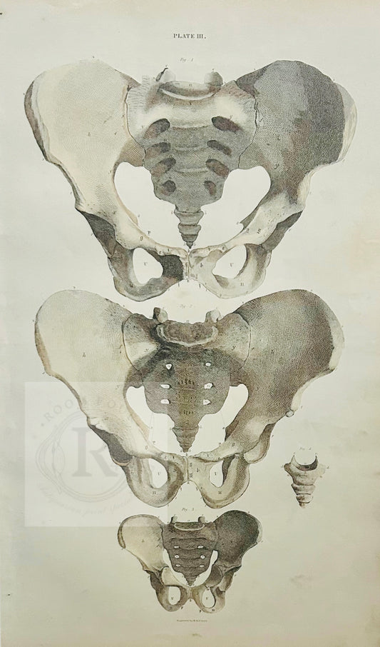 19th century anatomical print of the human pelvis by Lizars, original Plate III engraving