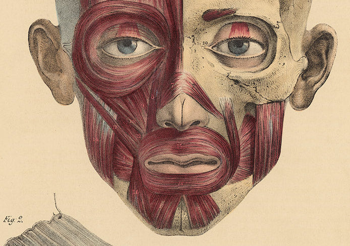 Lizars anatomical drawing 19th c original muscles of the face anterior view - head posterior view 