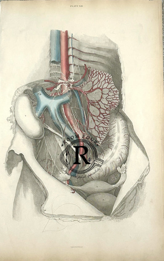 Lizars Anatomical Drawing - Abdominal Cavity -  Arteries - Plate XIII 19th Century ORIGINAL