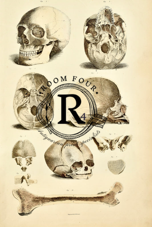 19th Century Original Anatomical Drawing  by Lizars - Skull Development Plate IV