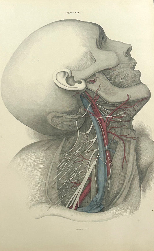 Lizars Plate XVI– Antique Anatomical Drawing Arteries of the Head (1823–1827) | Hand-Coloured Engraving 