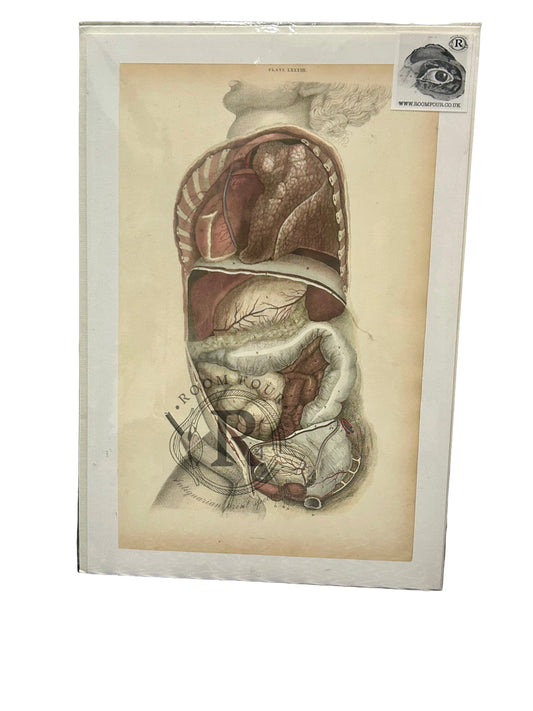 Lizars Plate LXXXIII – Side View Anatomical Illustration of Internal Organs | Giclee Print