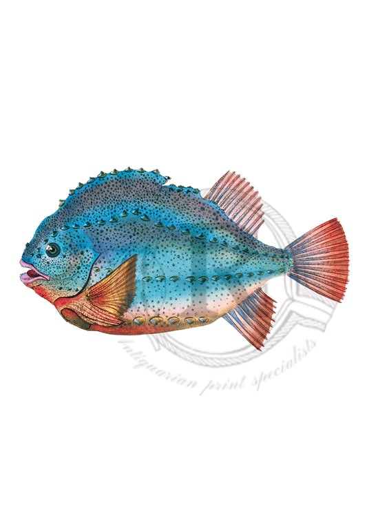 Donovan’s Lumpsucker – Marine Fish Art Print - Blue