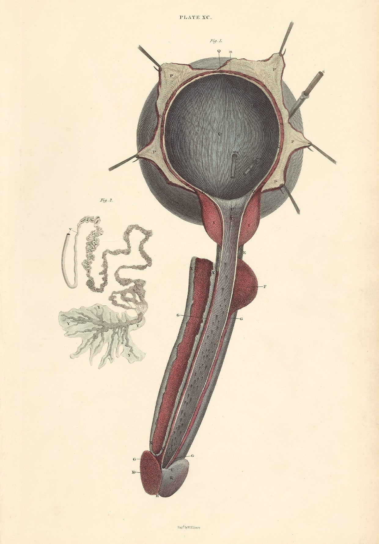 Male Reproductive Anatomy Wall Art Digital Print - Room Four