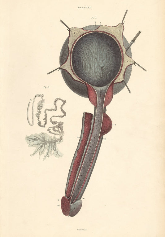 Male Reproductive Anatomy Wall Art Digital Print - Room Four