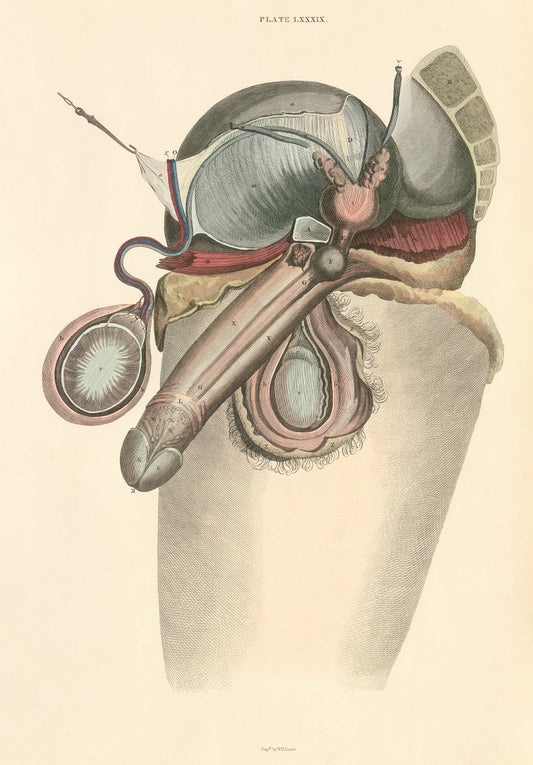 Male Reproductive Organs .. Anatomy Wall Art Digital Print - Room Four