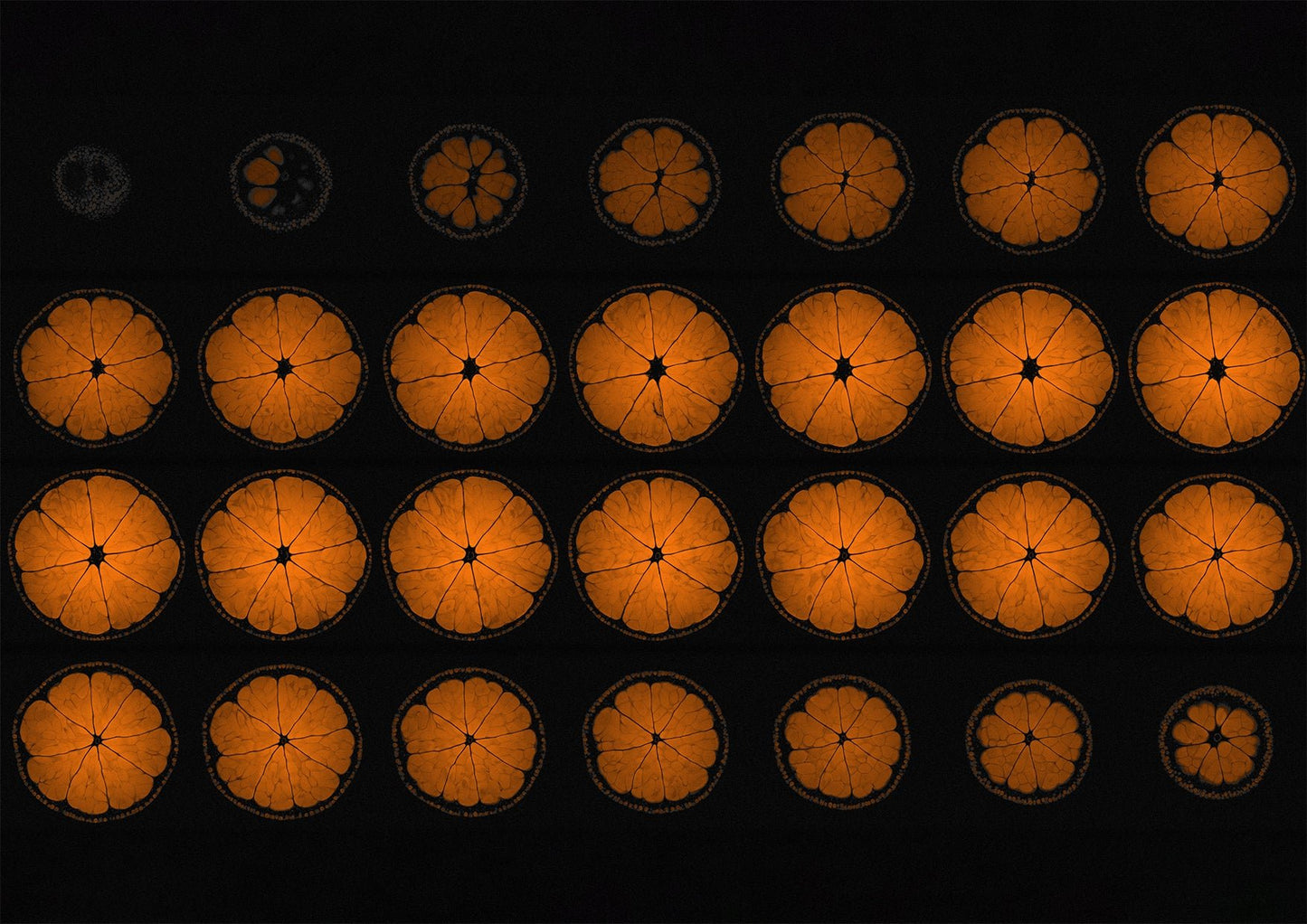 Mandarin Orange Fruit MRI Scan Kitchen Wall Art Print - Axial View - Room Four