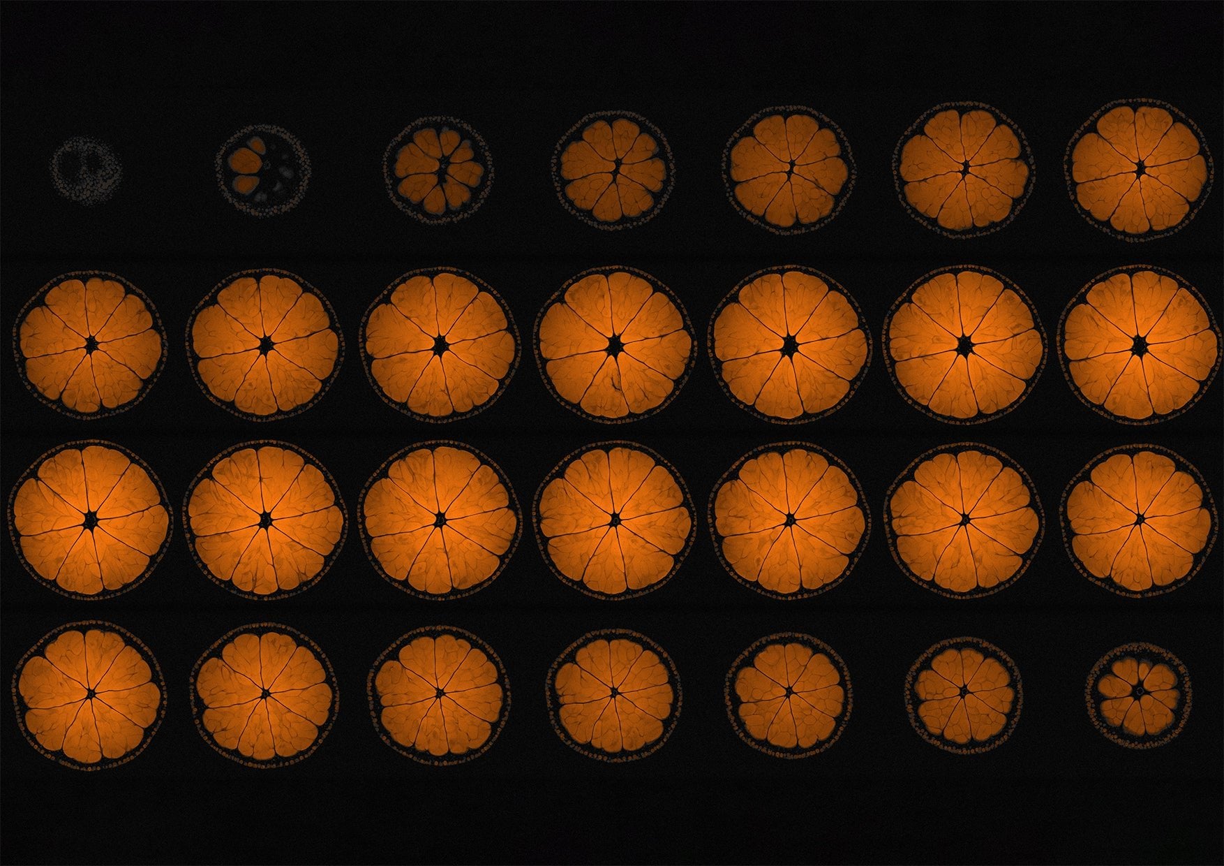Mandarin Orange Fruit MRI Scan Kitchen Wall Art Print - Axial View - Room Four