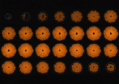 Mandarin Orange Fruit MRI Scan Kitchen Wall Art Print - Axial View - Room Four