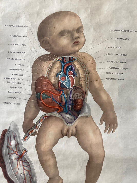 PAEDIATRICS Wall Chart Foetal Circulation , 1940's - Room Four