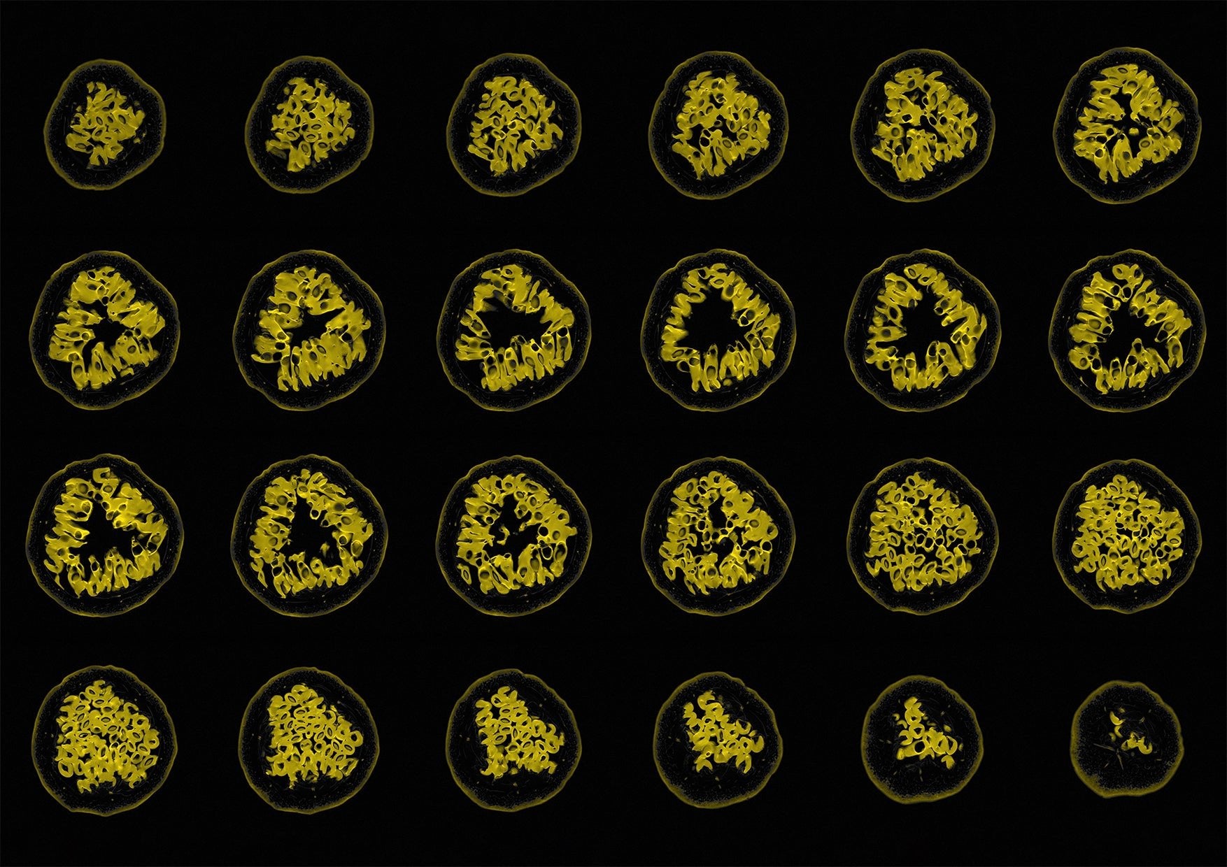 Passion Fruit MRI Scan Kitchen Wall Art Print - Room Four