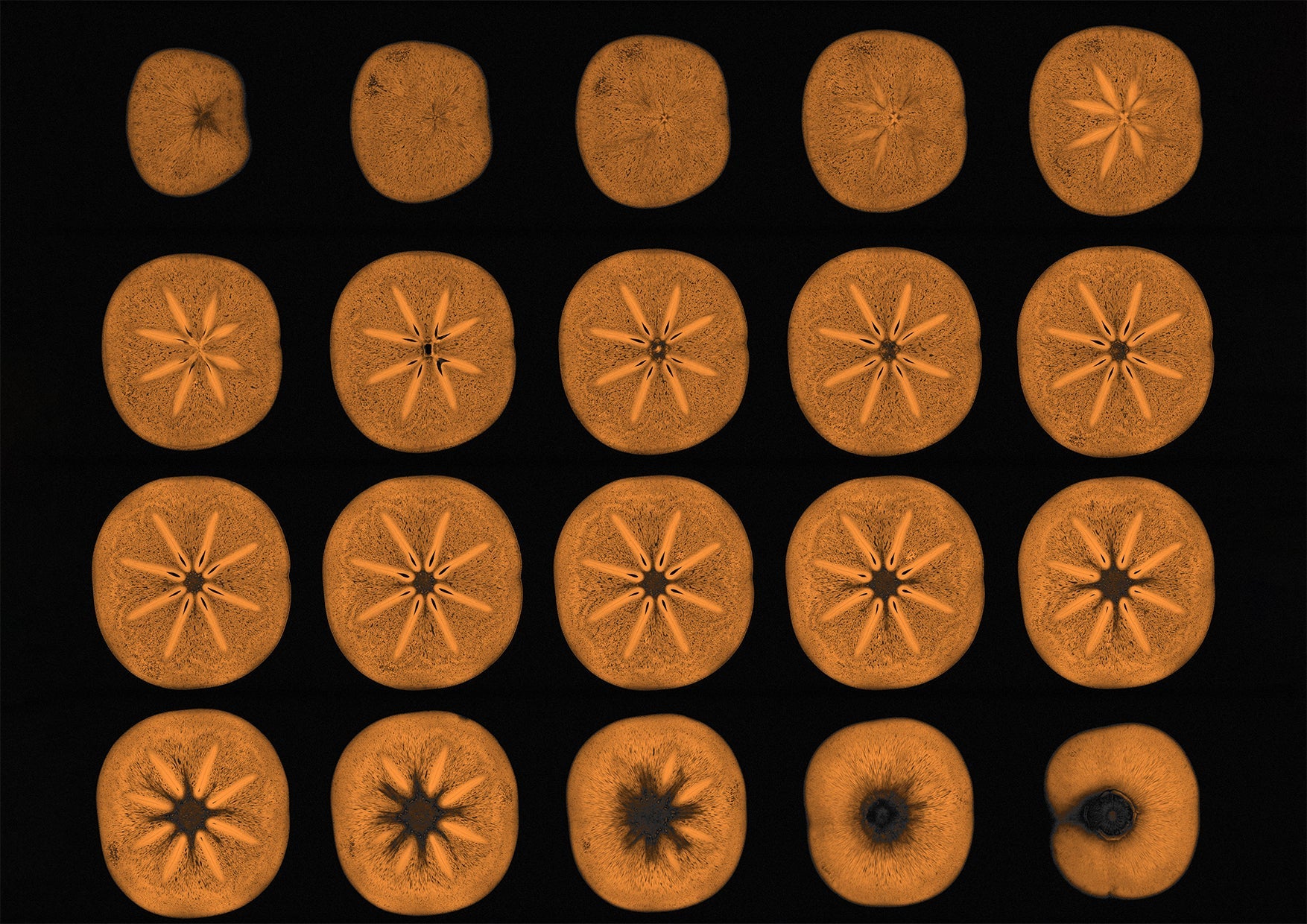 Persimmon Fruit MRI Scan Kitchen Food Wall Art Print - Axial View - Room Four
