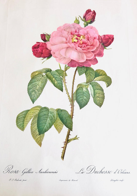 Pierre Redoute Roses 'Galicia Aurelianensis" - Room Four