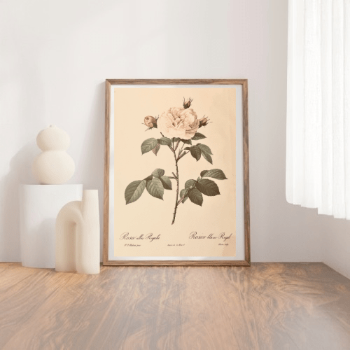Pierre Redoute Roses 'Rosa Alba Regalis' White Rose - Room Four