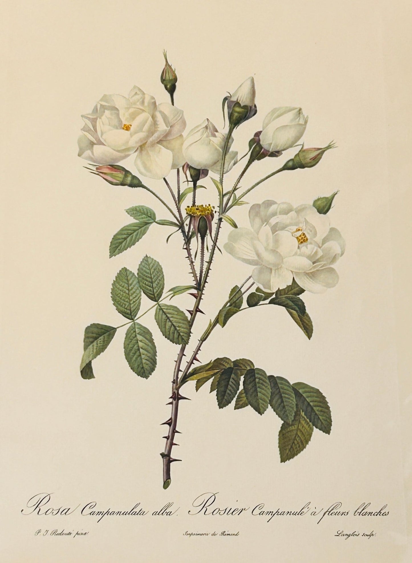 Pierre Redoute Roses 'Rosa Campanulata Alba' White Rose - Room Four