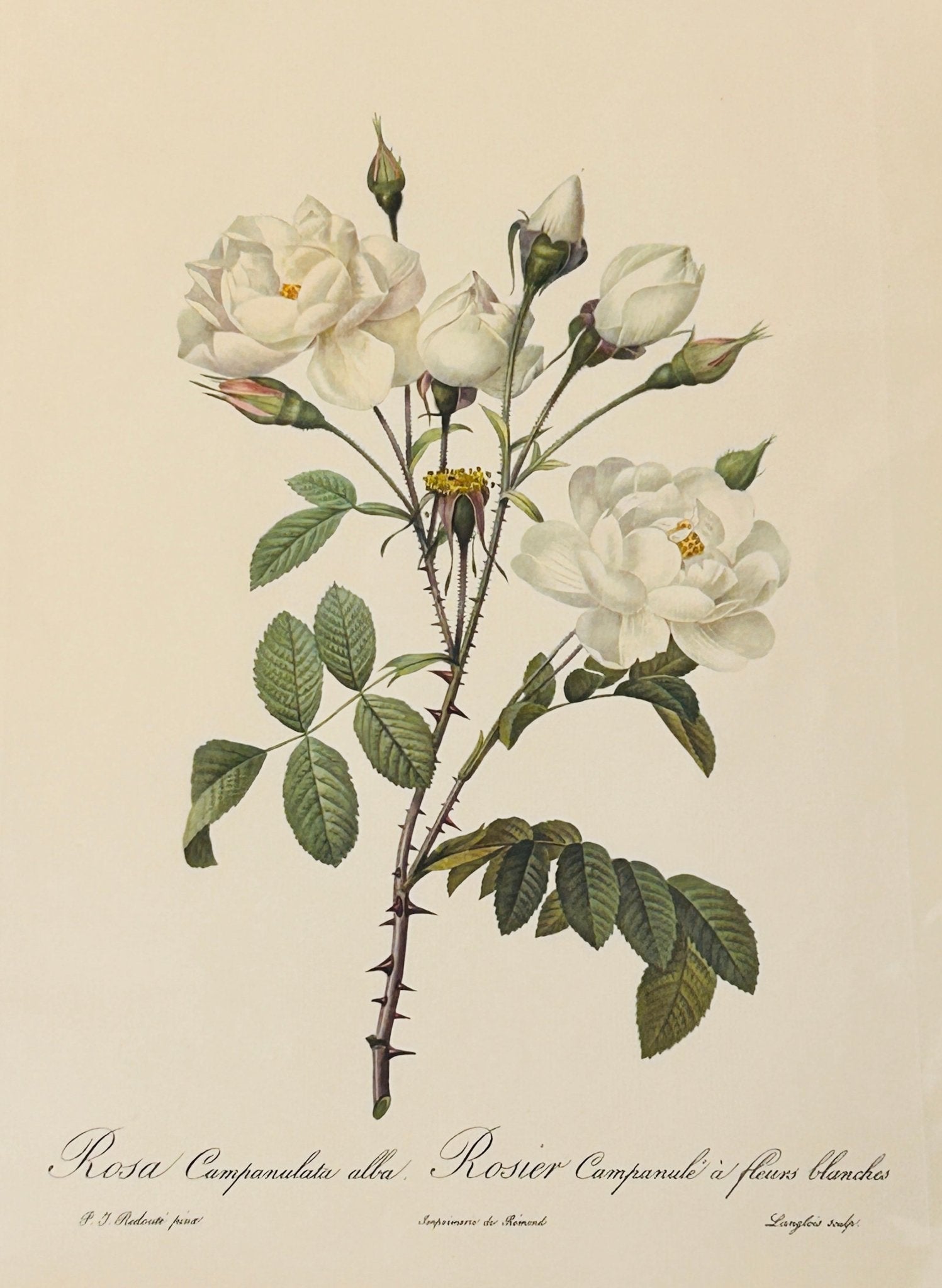 Pierre Redoute Roses 'Rosa Campanulata Alba' White Rose - Room Four