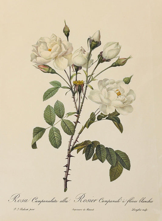 Pierre Redoute Roses 'Rosa Campanulata Alba' White Rose - Room Four