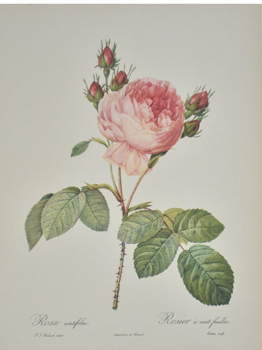 Pierre Redoute Roses 'Rosa Centifolia' - Room Four
