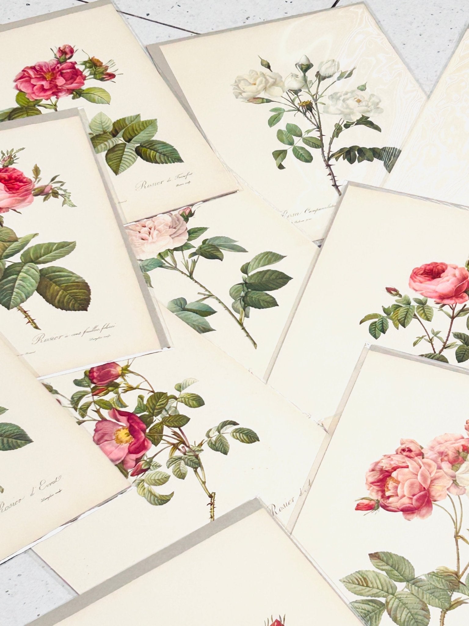 Pierre Redoute Roses 'Rosa Centifolia' - Room Four