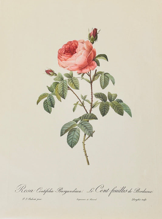 Pierre Redoute Roses 'Rosa Centifolia Burgundiaca' - Room Four